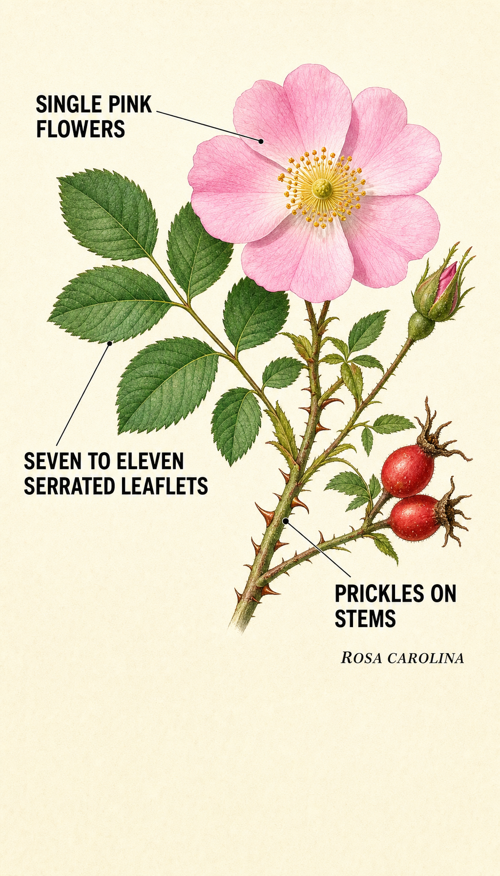 Carolina rose field-guide illustration