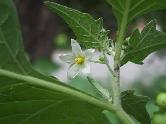 Solanum nigrummm