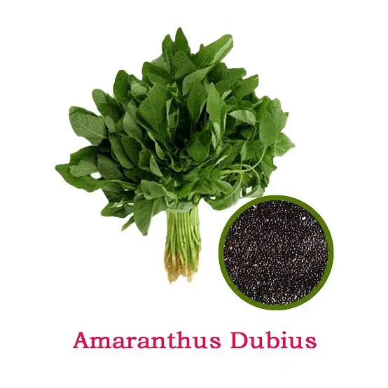 Amaranthus dubius