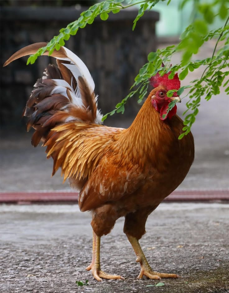 Koyal Hen