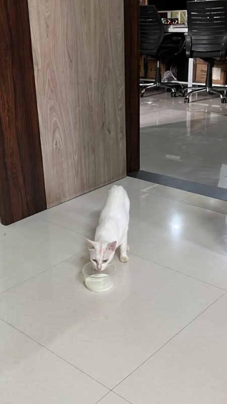 Healthy Male Kitten