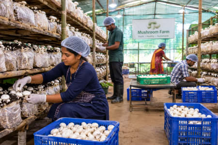 Urgent Requirement: 3 Farm Workers Needed for Mushroom & Poultry Farm
