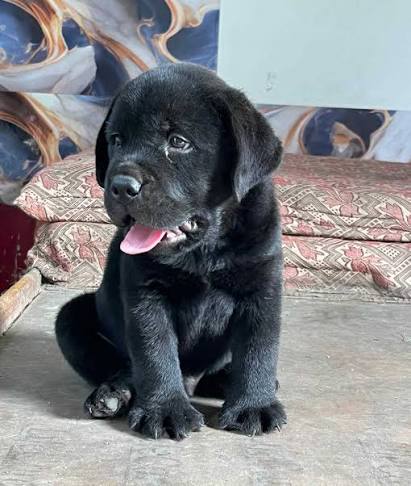 Healthy Labrador Puppy for Sale | Vaccinated | Friendly & Well-Cared