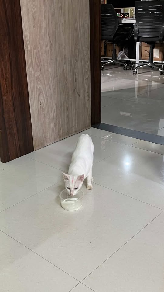 Healthy Male Kitten
