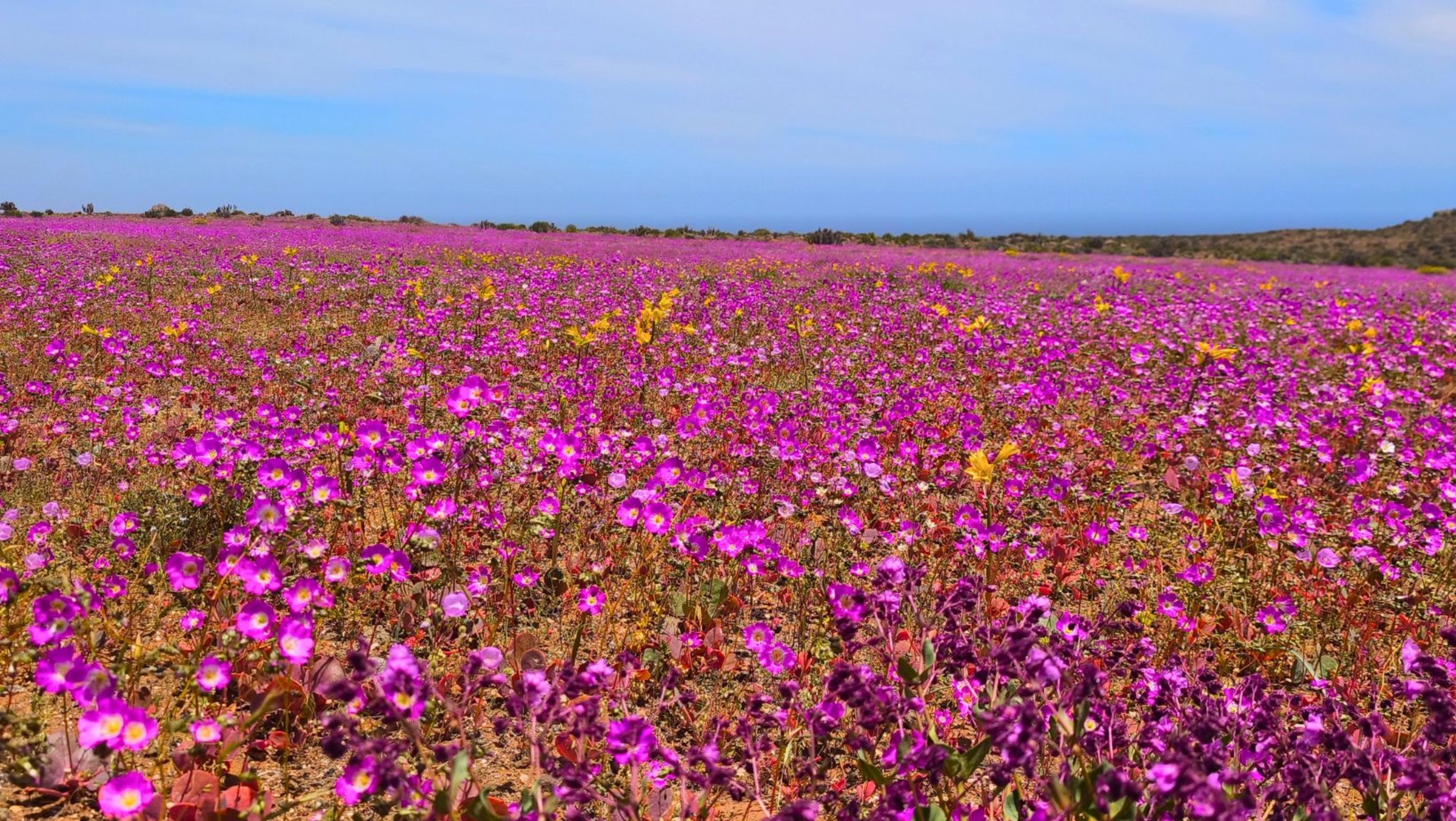 Tour Desierto Florido y Bahía Inglesa