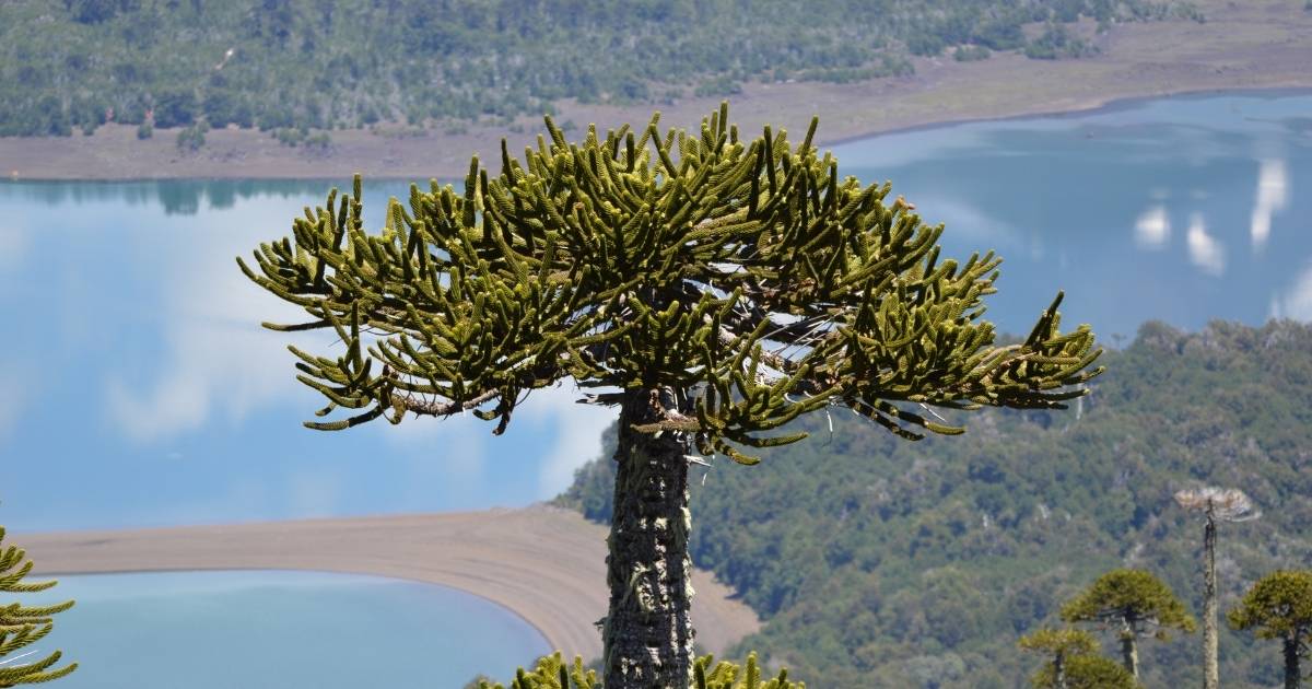 ¿Es difícil el Trekking en Conguillío? Guía real 2026