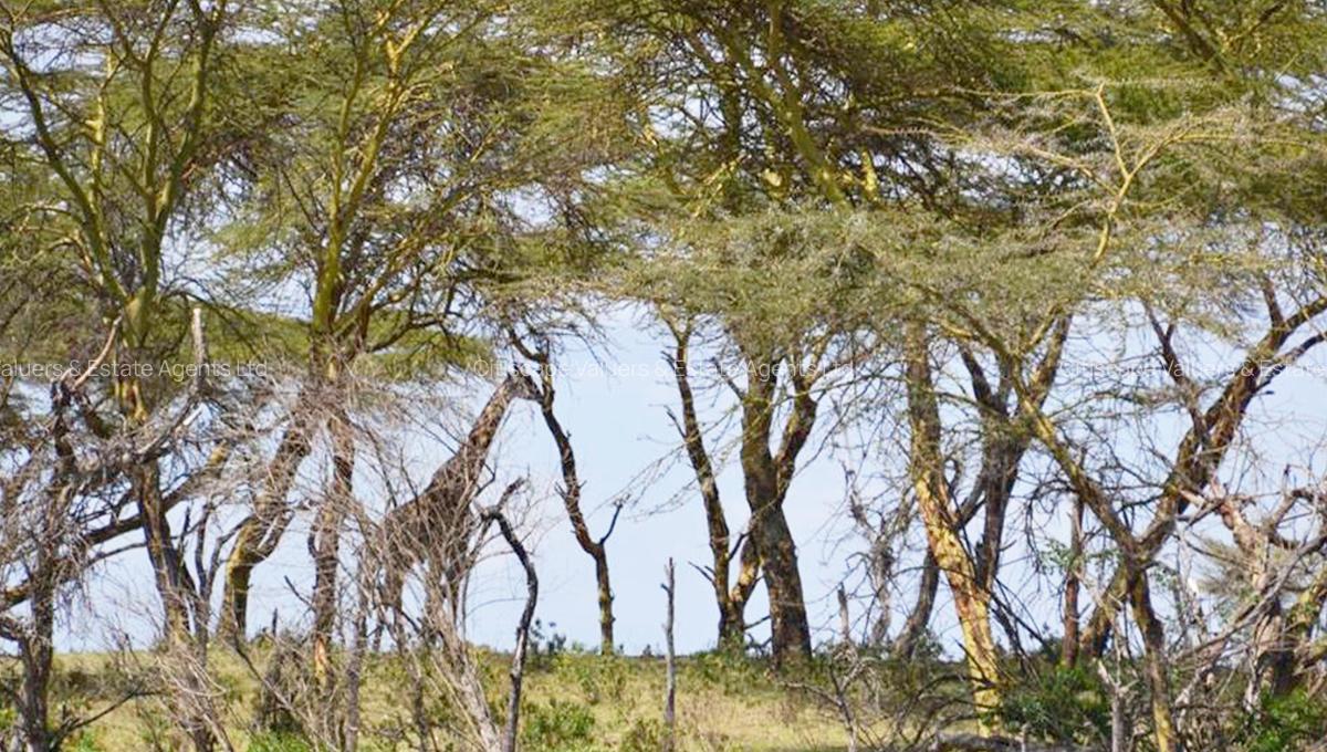 6 ac Commercial Land in Naivasha