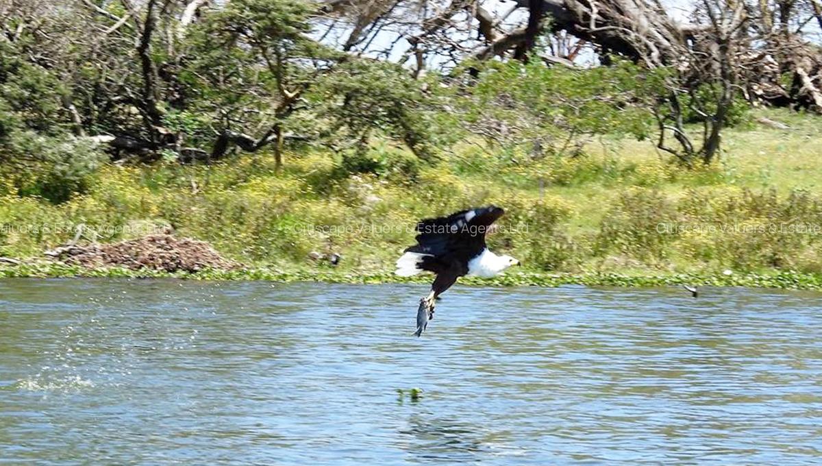 6 ac Commercial Land in Naivasha