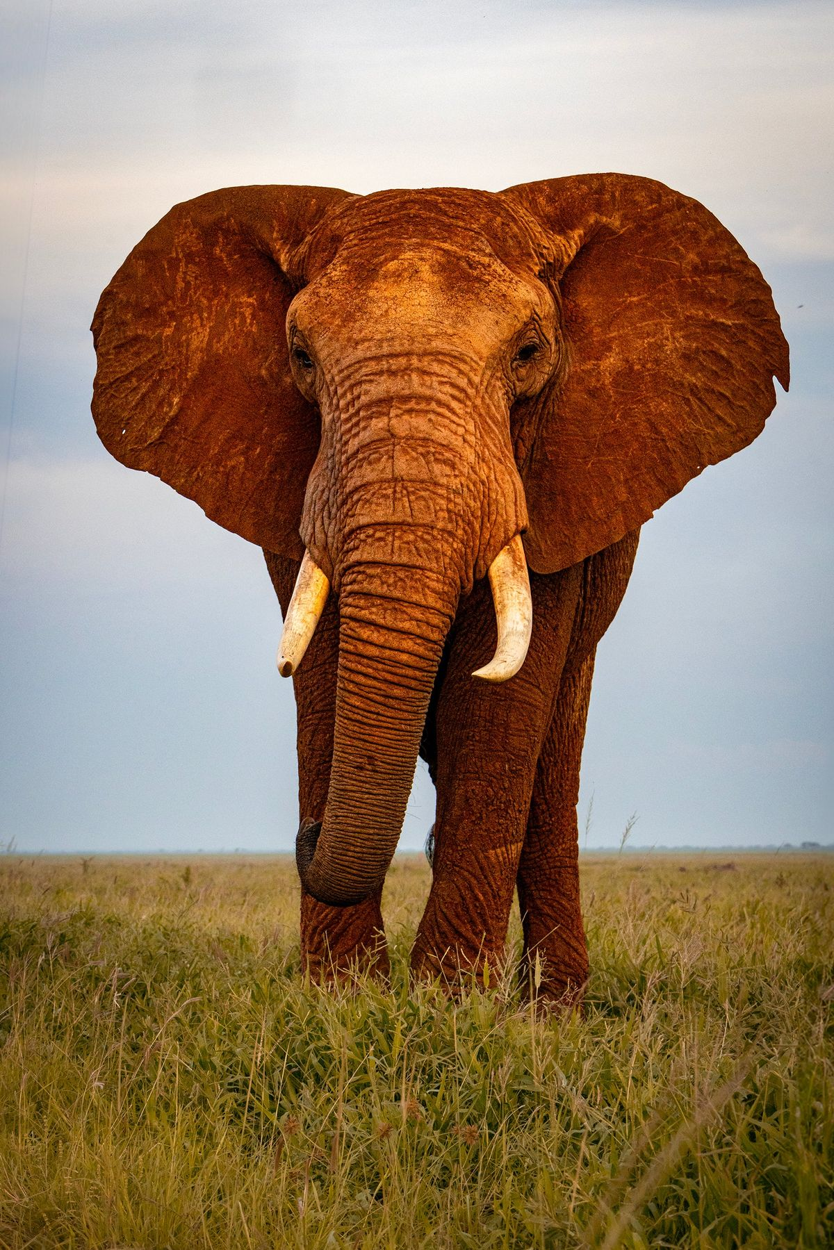 Elephant Safari – Amboseli & Tsavo East