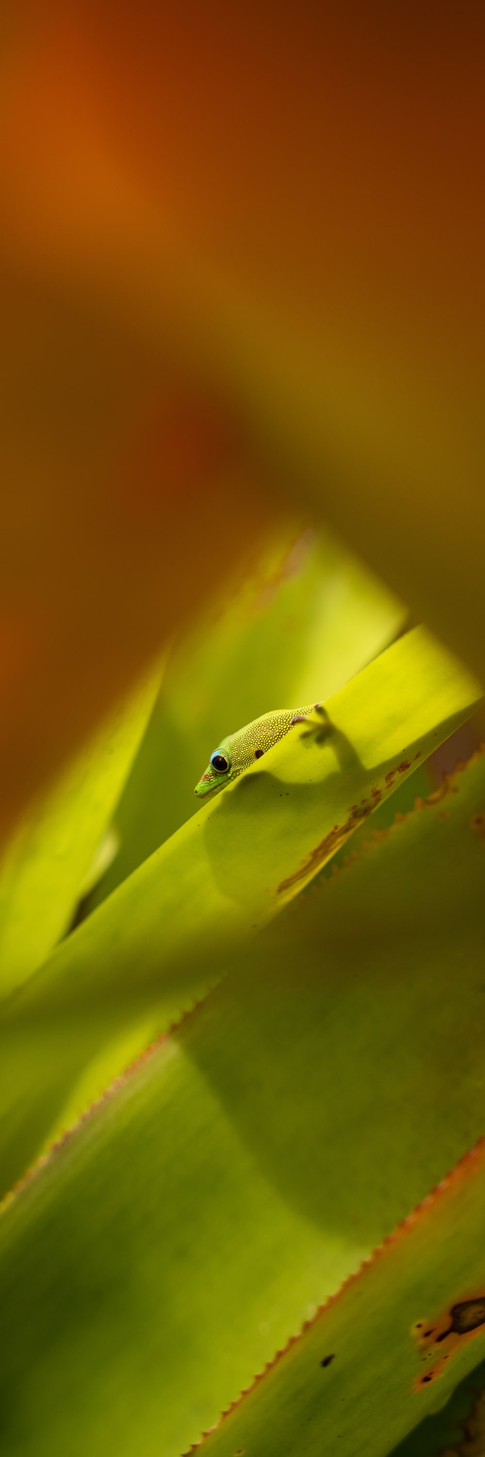 Hidden Gecko Pano