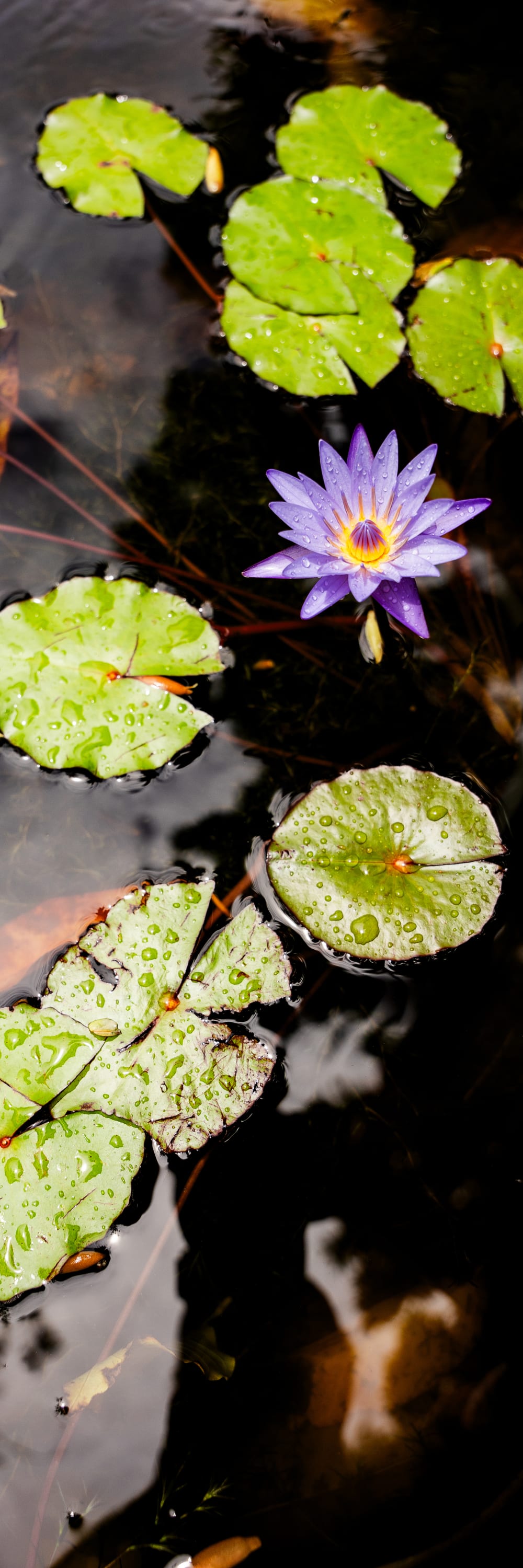 Water Lily Pano