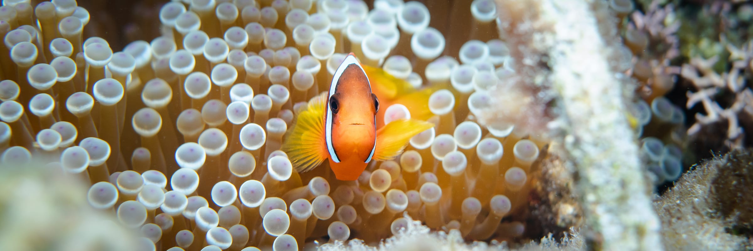 Clownfish Pano