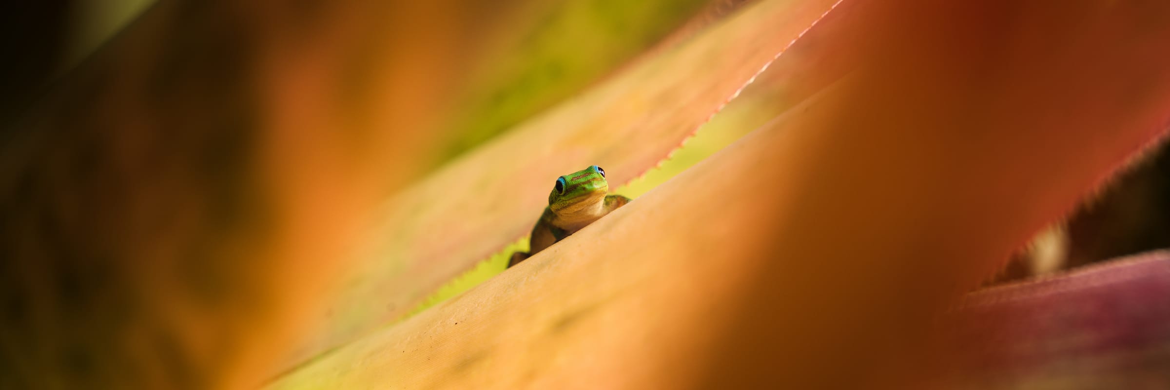 Peeking Gecko Pano