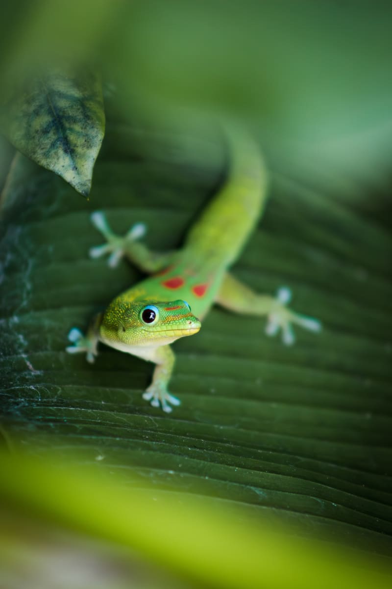 Happy Gecko