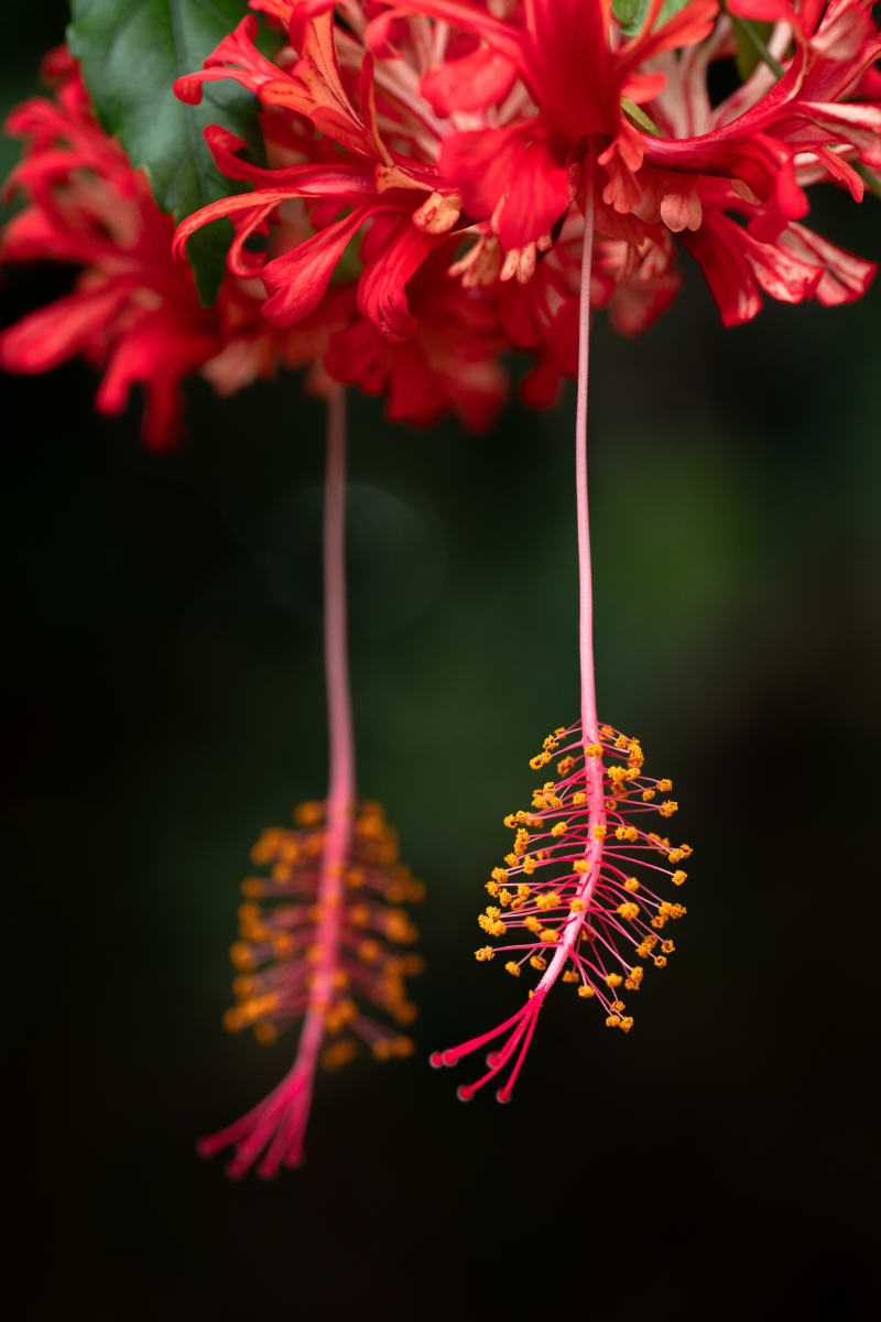 Hanging Hibiscus