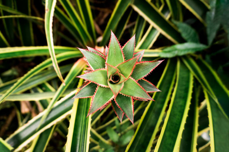 Pineapple Crown