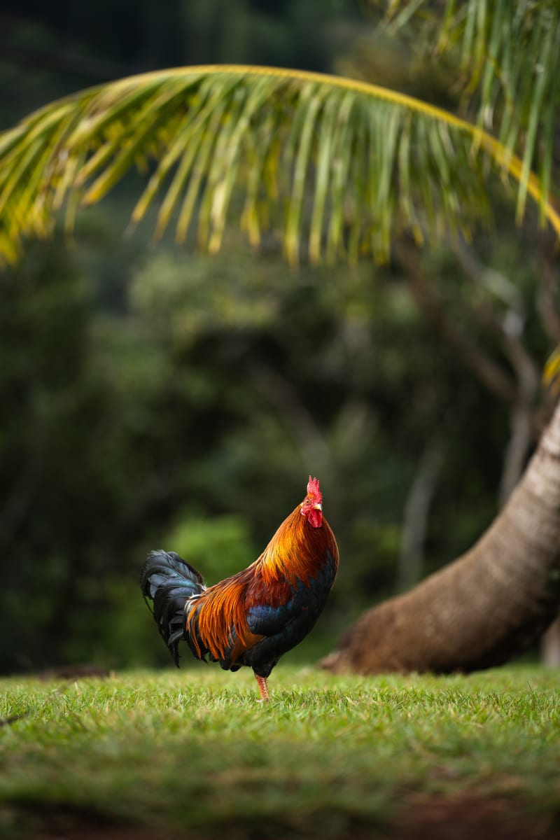 King of Kauaʻi