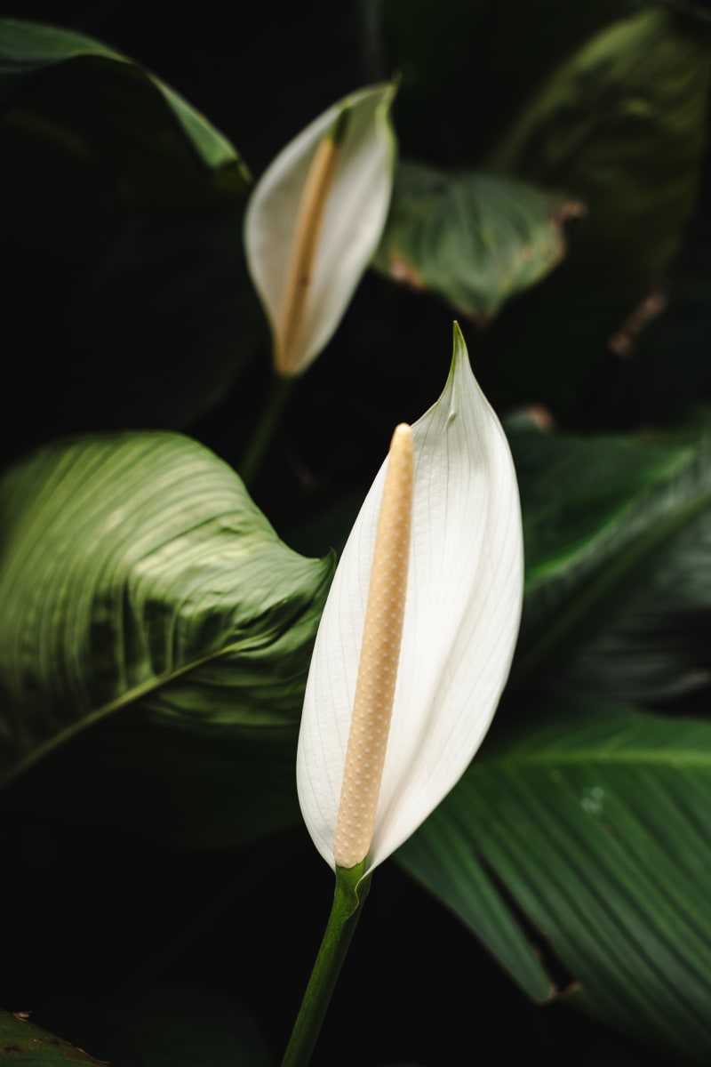 Peaceful Lily