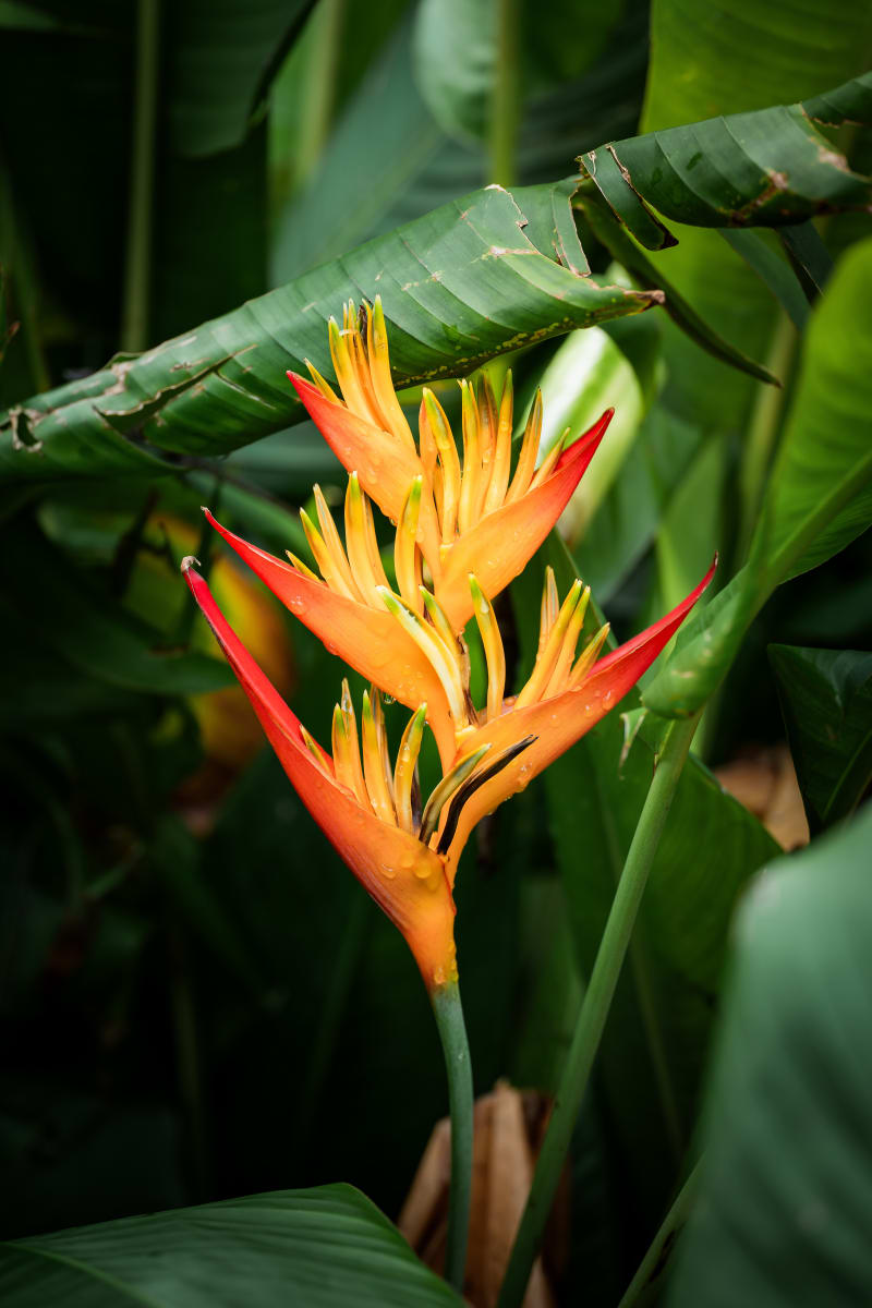 Heliconia Fire (Vertical)