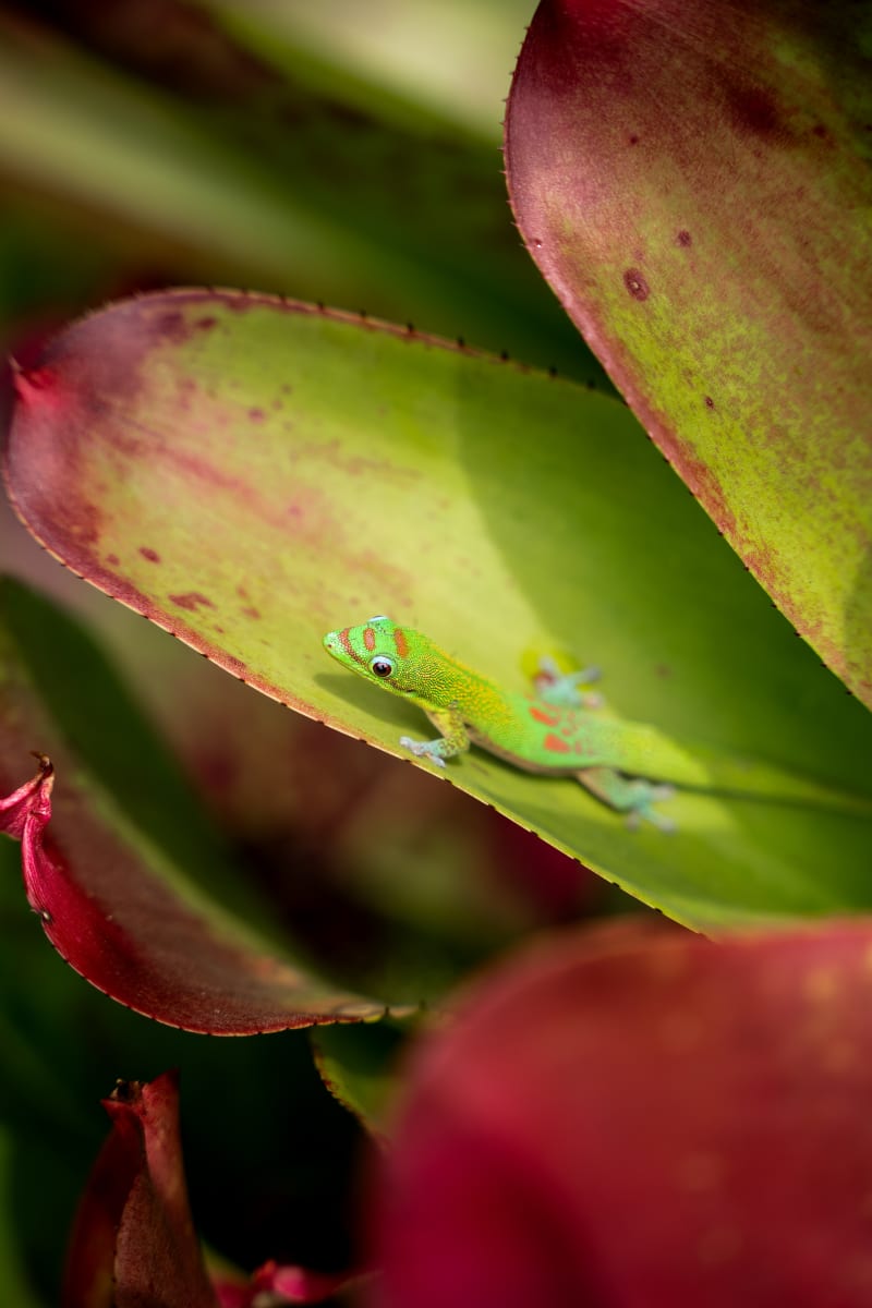 Peaceful Gecko