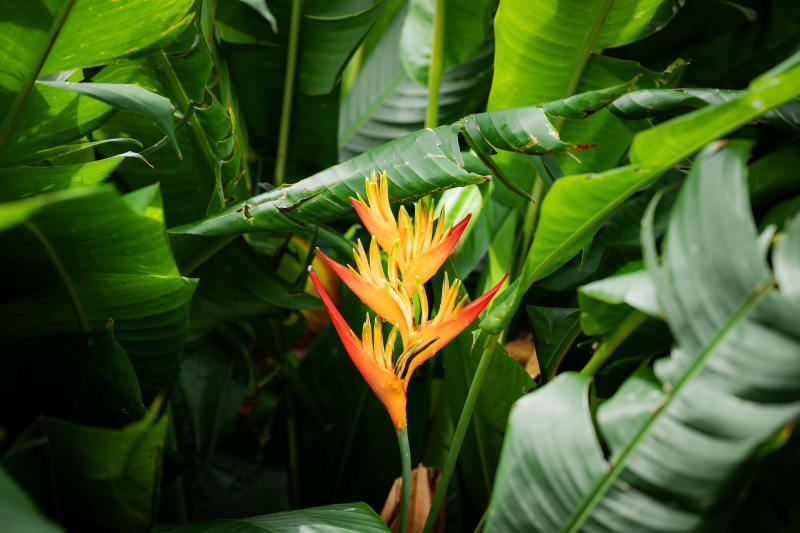 Heliconia Fire (Horizontal)