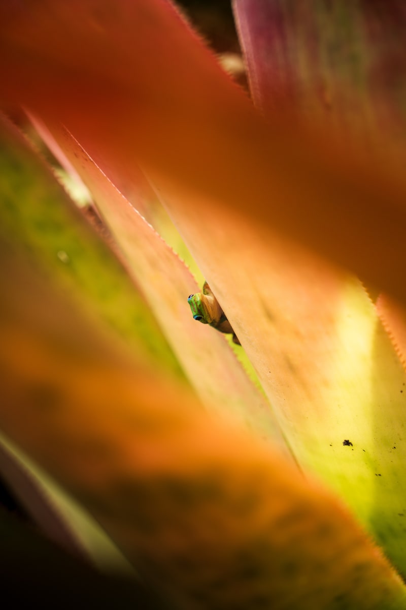 Peek-a-Boo Gecko