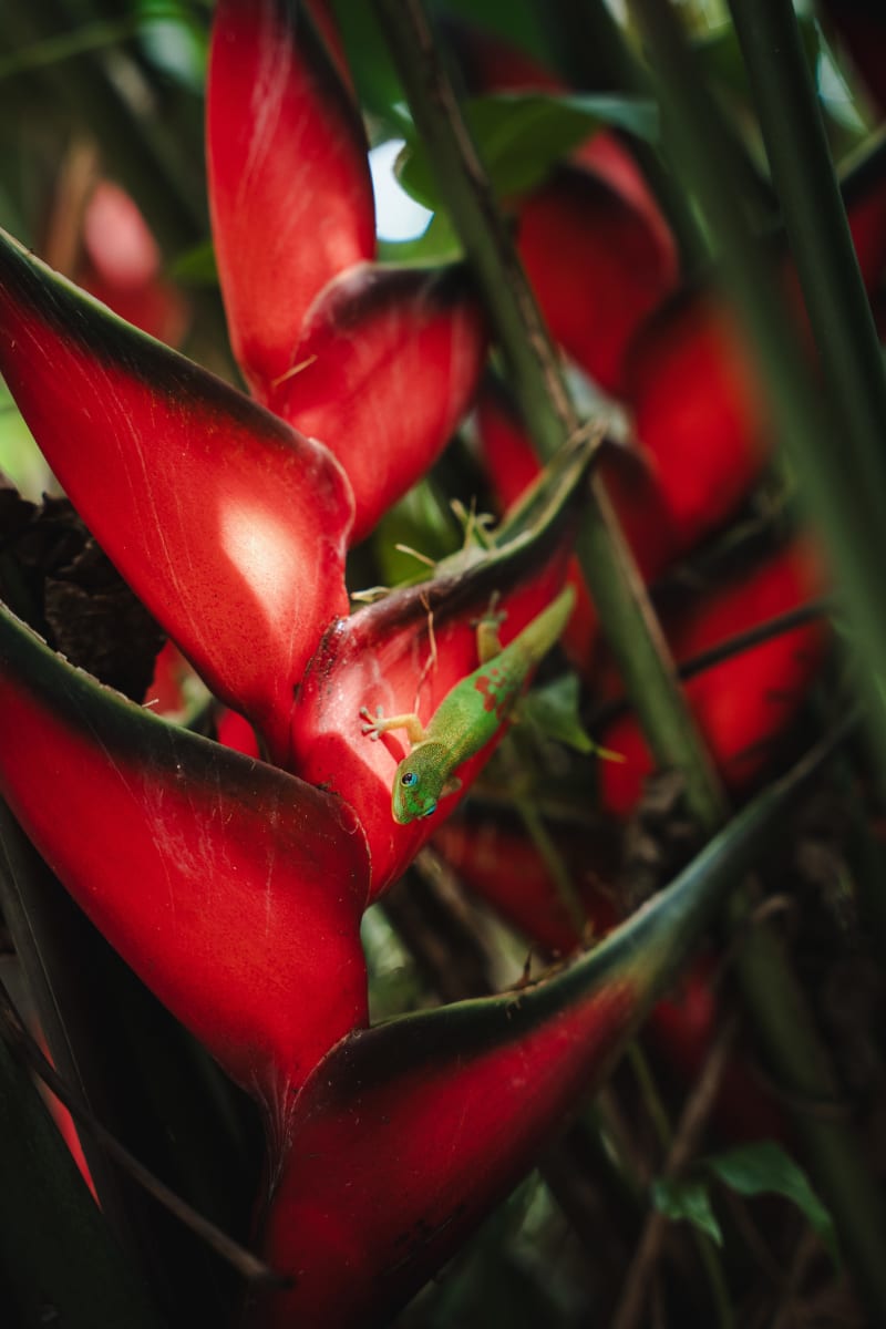 Glowing Gecko Heliconia