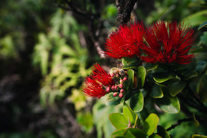 Honey Bee Lehua