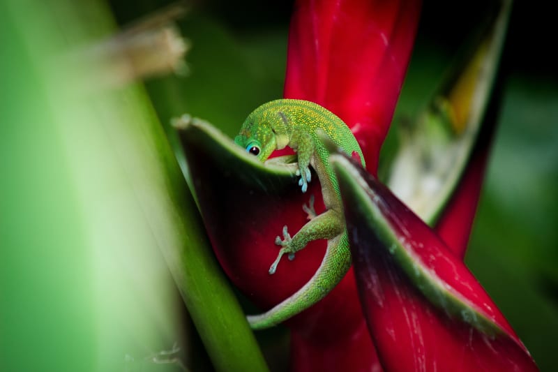 Thirsty Gecko