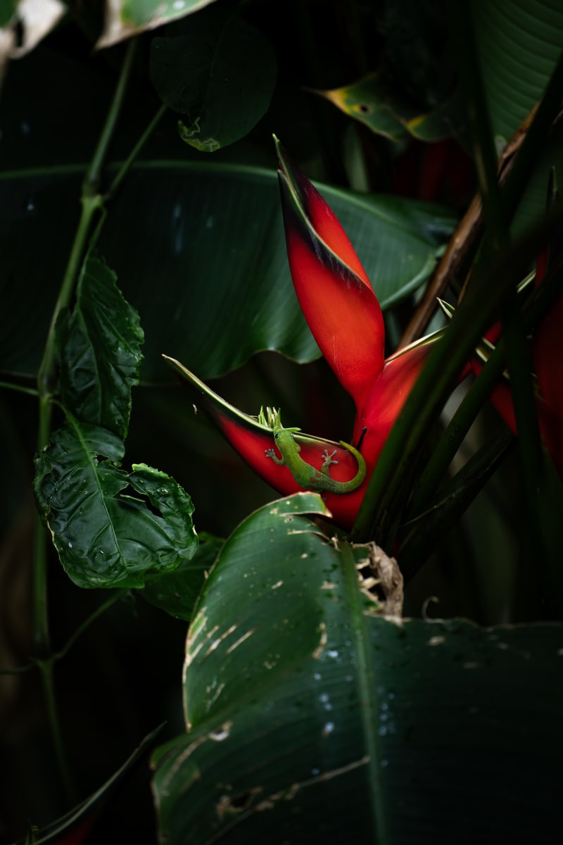 Gecko Mood