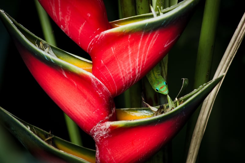 Hidden Gecko