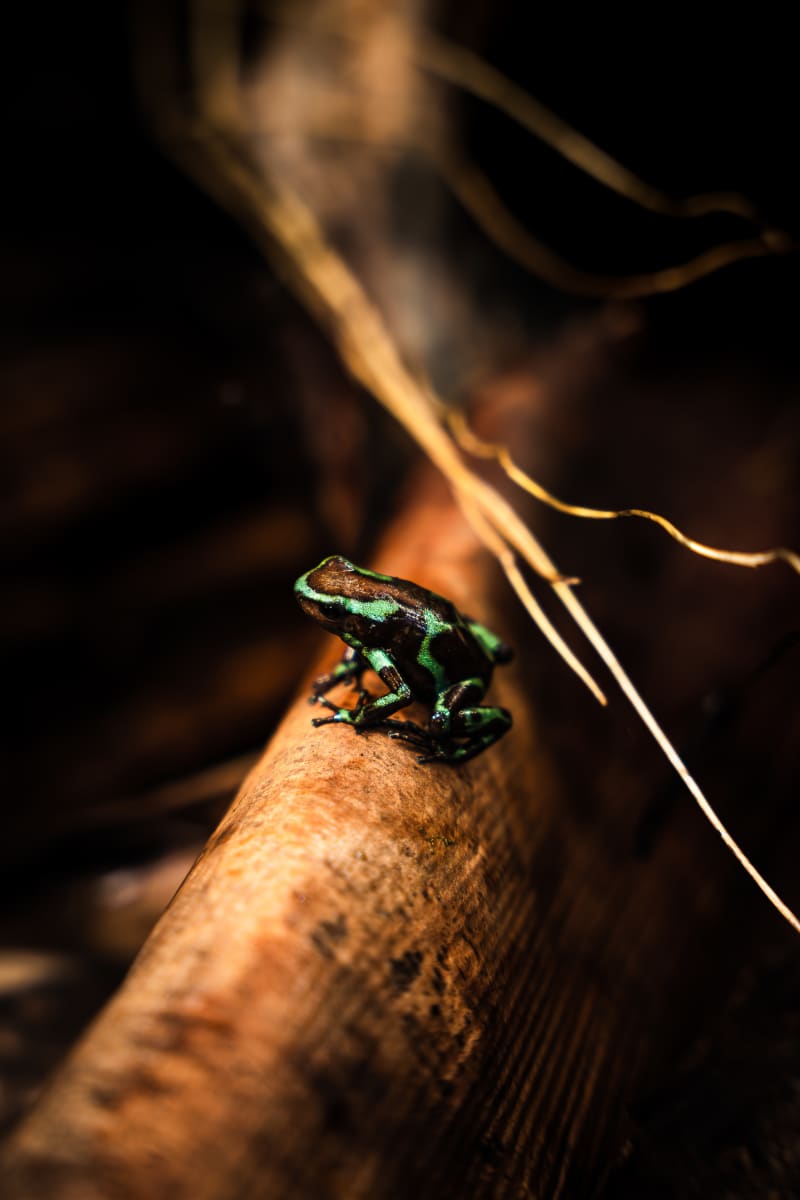 Green and Black