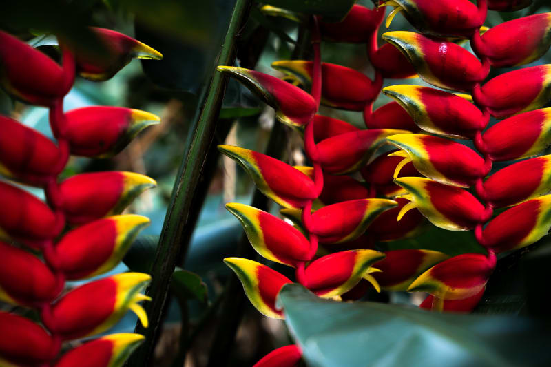 Heliconia Heaven