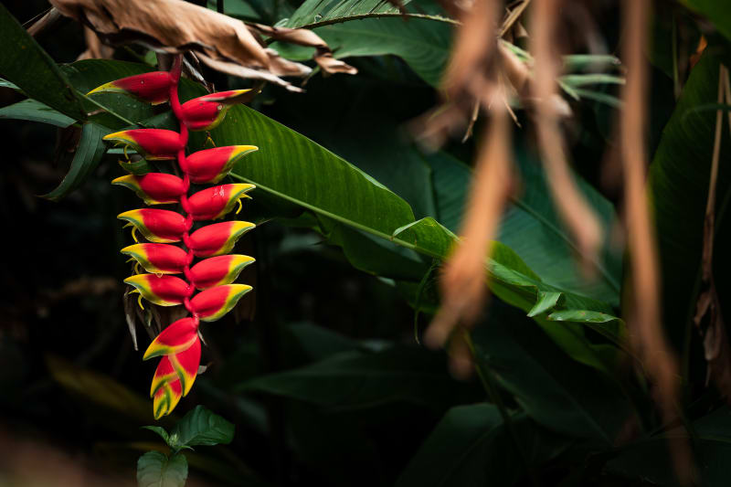 Hanging Heliconia