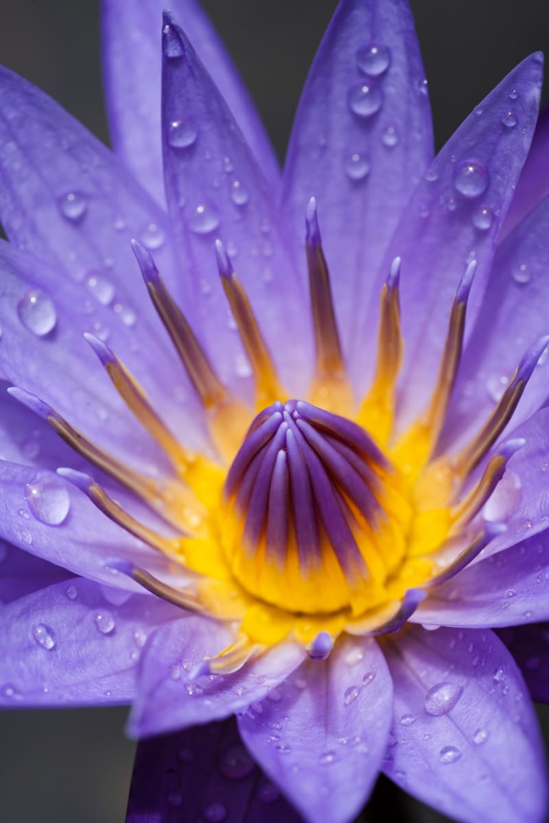 Lily Macro (Vertical)