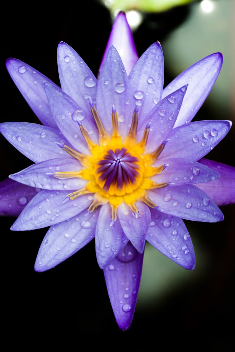 Purple Perfection