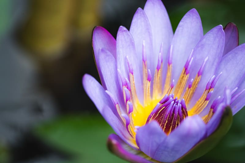 Lily Macro (Horizontal)