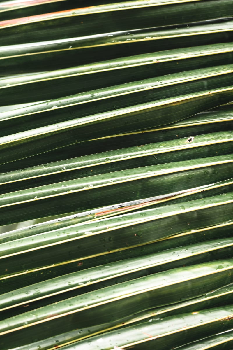 Palm Textures