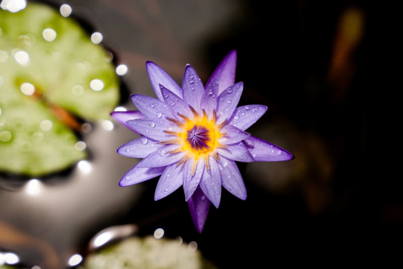 Lily