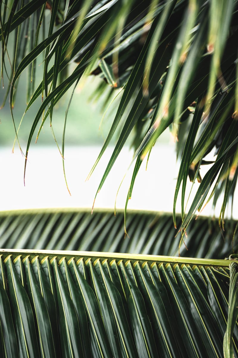Palm Textures II