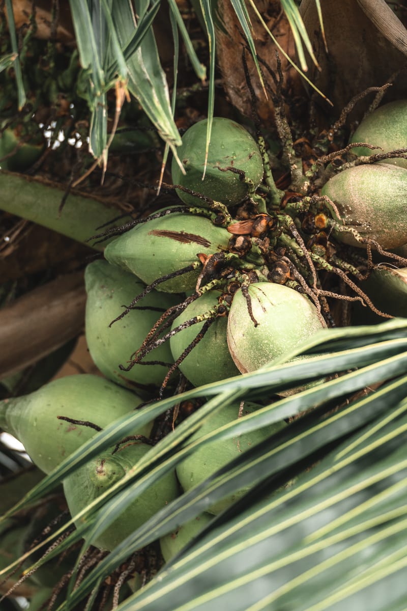Coconuts