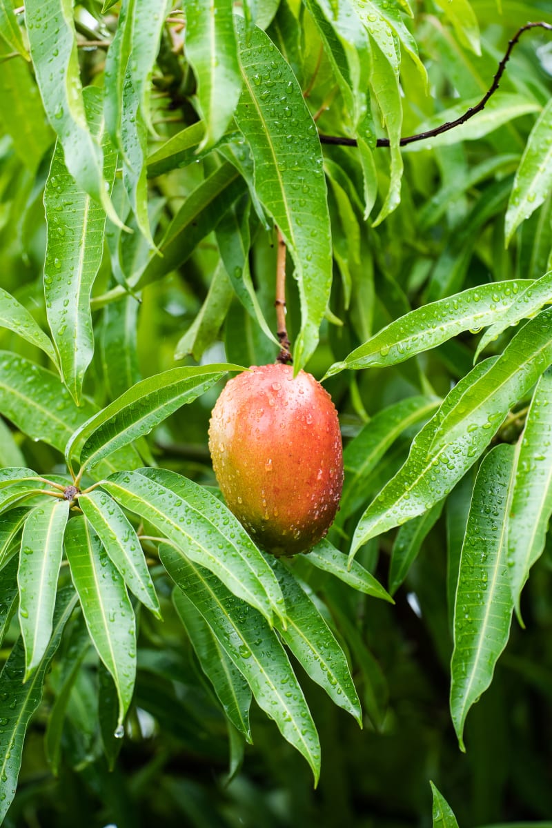 Mango Perfection