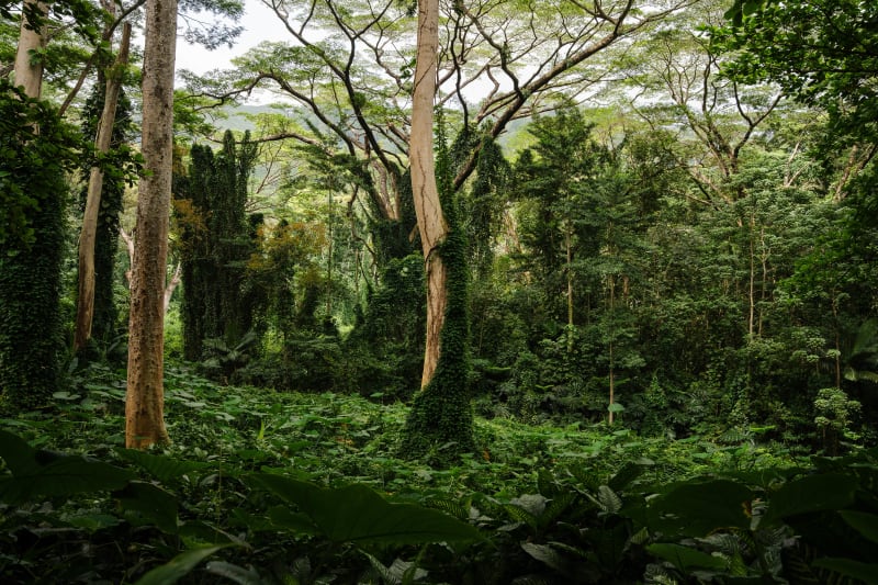 Mānoa Tree Garden