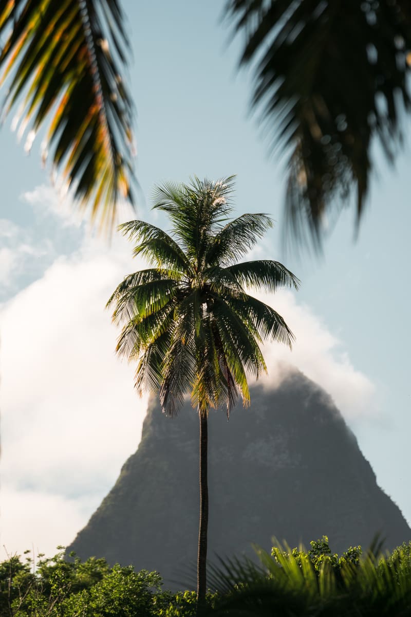 Tahitian Peak Palms