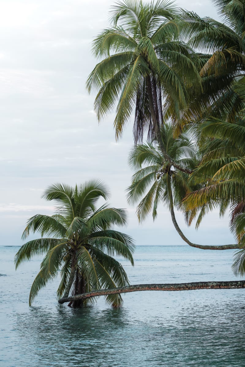 Salty Palms