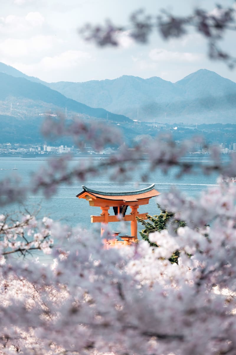 Itsukushima Torii Blossoms