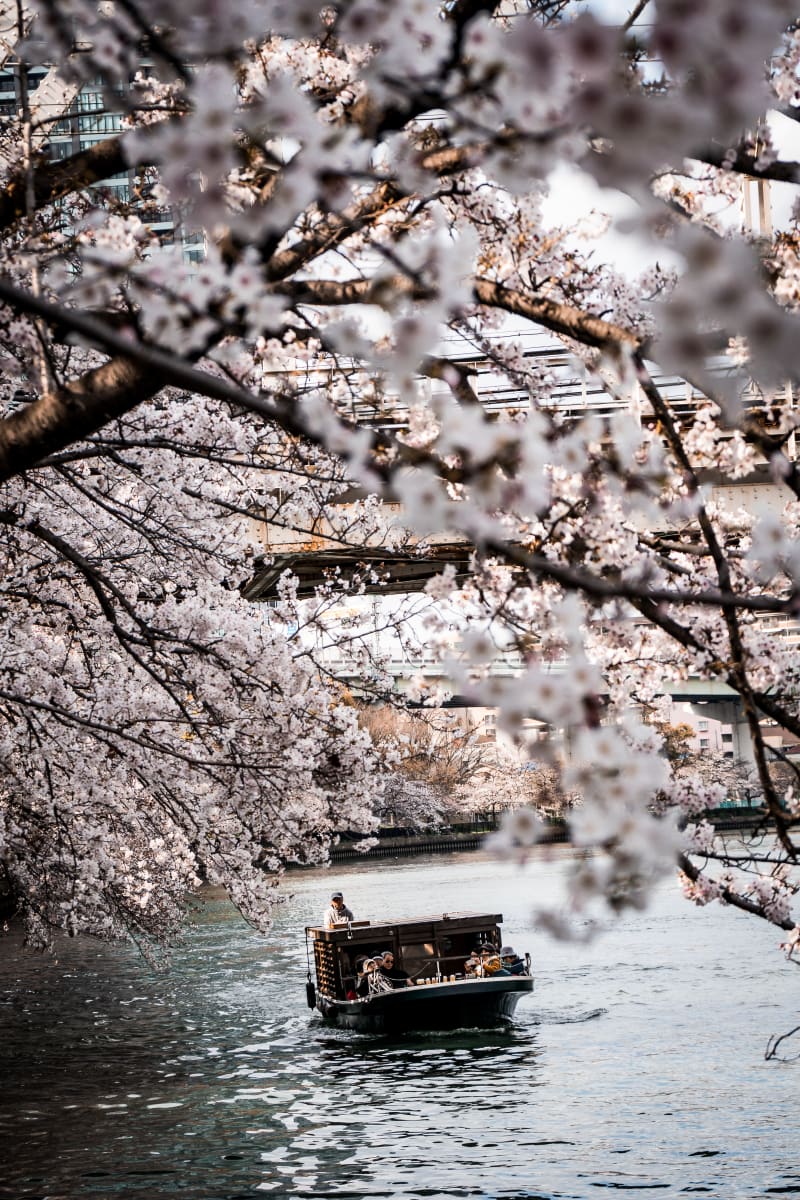 Boats & Blossoms