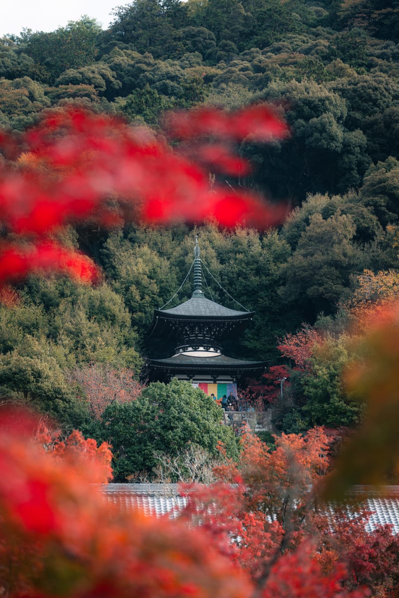 Hidden Momiji Temple