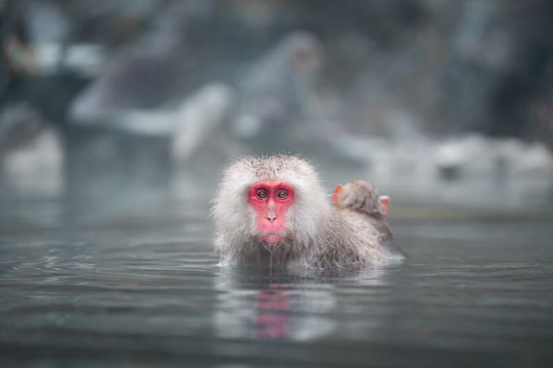 Snow Monkey Mama
