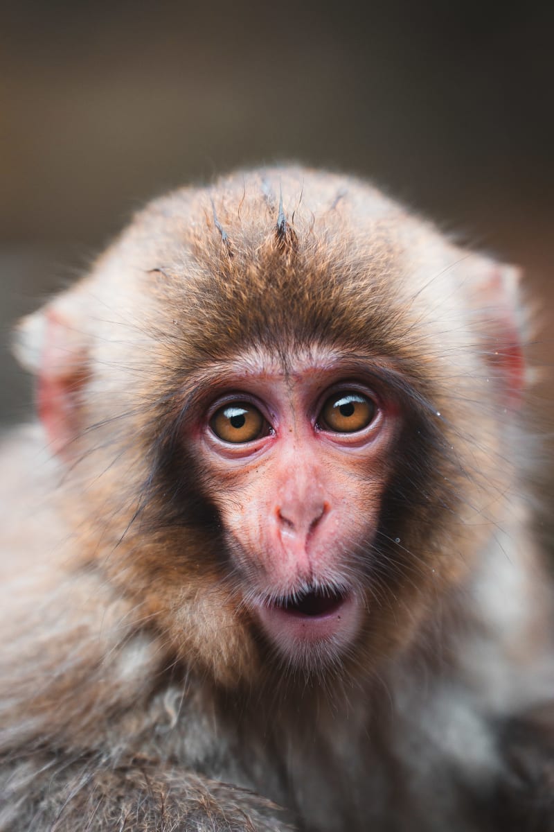 Baby Macaque